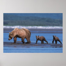 Brown Bear, Ursus arctos, Alaska Peninsula, 2 Poster