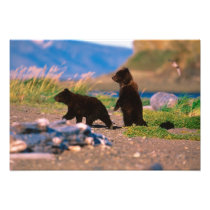 Brown Bear, Ursus arctos, Alaska Peninsula,