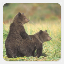 brown bear, Ursus arctos, grizzly bear, Ursus 2 Sticker
