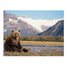 brown bear, Ursus arctos, grizzly bear, Ursus 5 Post Cards