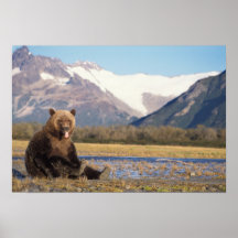 brown bear, Ursus arctos, grizzly bear, Ursus 5 Posters