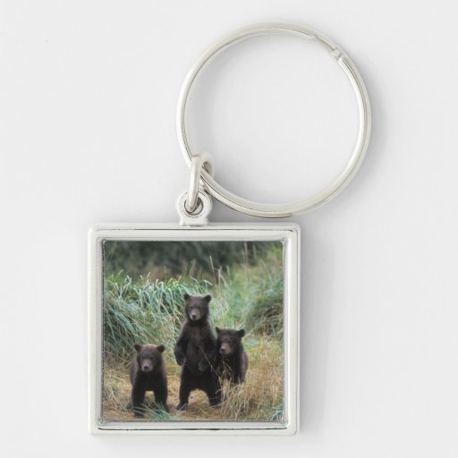 brown bear, Ursus arctos, grizzly bear, Ursus 7 Key Chain