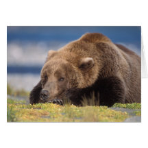 brown bear, Ursus arctos, grizzly bear, Ursus 8 Greeting Cards