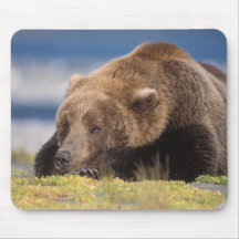 brown bear, Ursus arctos, grizzly bear, Ursus 8 Mousepads