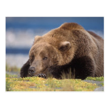 brown bear, Ursus arctos, grizzly bear, Ursus 8 Postcards