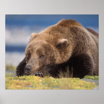 brown bear, Ursus arctos, grizzly bear, Ursus 8 Print