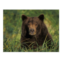 brown bear, Ursus arctos, grizzly bear, Ursus 9 Post Cards