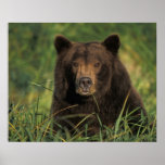 brown bear, Ursus arctos, grizzly bear, Ursus 9 Posters