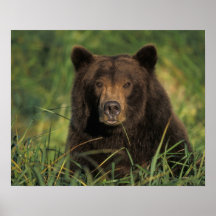 brown bear, Ursus arctos, grizzly bear, Ursus 9 Posters