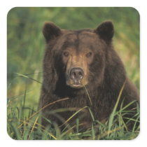 brown bear, Ursus arctos, grizzly bear, Ursus 9