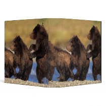 brown bear, Ursus arctos, grizzly bear, Ursus Binders