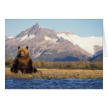 brown bear, Ursus arctos, grizzly bear, Ursus Greeting Card