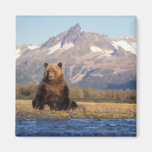 brown bear, Ursus arctos, grizzly bear, Ursus Magnet