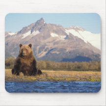 brown bear, Ursus arctos, grizzly bear, Ursus Mouse Pads