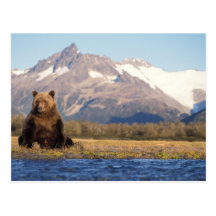 brown bear, Ursus arctos, grizzly bear, Ursus Post Card