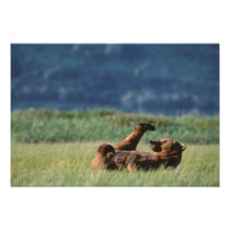 Brown Bears at play, Ursus arctos, Alaska