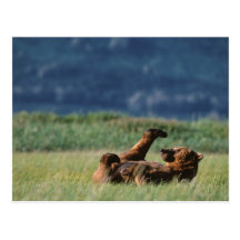 Brown Bears at play, Ursus arctos, Alaska Post Card