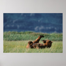 Brown Bears at play, Ursus arctos, Alaska Print