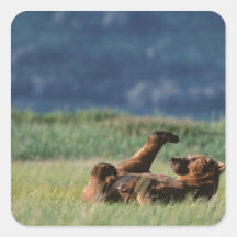 Brown Bears at play, Ursus arctos, Alaska Stickers