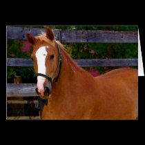 Brown Beauty IV Card