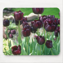 Brown Black Swan Tulip, (Tulipa Gesneriana) flower Mouse Pads