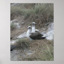Brown Boobies, Isla Isabela, Mexico Print