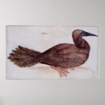 Brown Booby Print