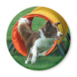 Brown Border Collie Agility Tunnel Magnets