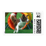 Brown Border Collie Agility Tunnel postage