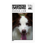 Brown Border Collie Postage Stamp