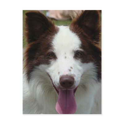 quiets humans & there pets Brown_border_collie_postcard-p239502143973201444trdg_400