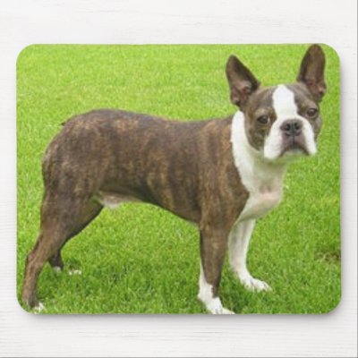 Brown Boston Terrier Standing Mousepad by foothillsmkt