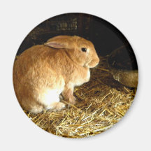 Brown Bunny Fridge Magnets