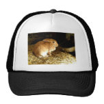 Brown Bunny Hats