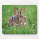 Brown Bunny - mouse pad