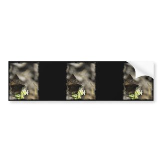 Brown Butterfly Bumper Stickers