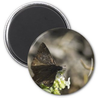 Brown Butterfly Fridge Magnets