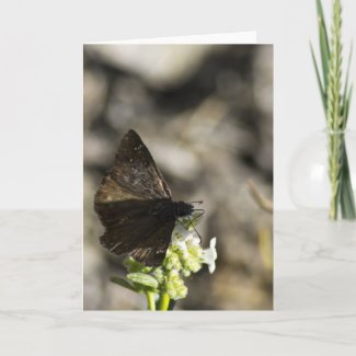Brown Butterfly Greeting Cards