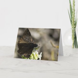 Brown Butterfly Greeting Cards