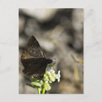 Brown Butterfly Post Card