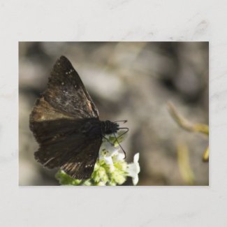 Brown Butterfly Postcard