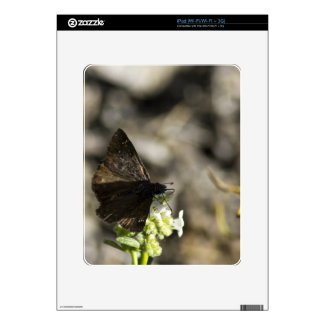 Brown Butterfly Skins For Ipad