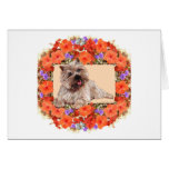 Brown Cairn Terrier in Floral Cards