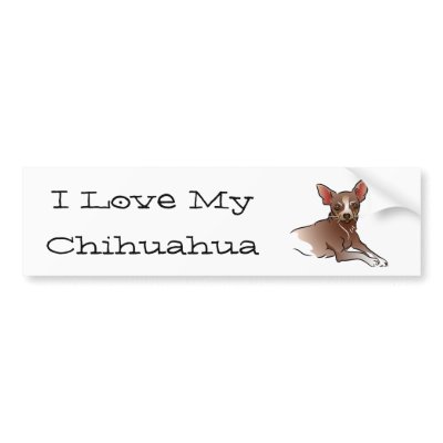 Little Brown Chihuahua