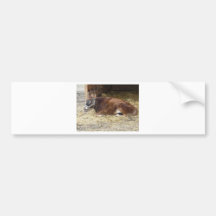 brown cow bumper stickers