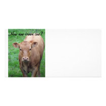 Brown Cow Photocard Photo Greeting Card