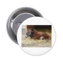 brown cow buttons