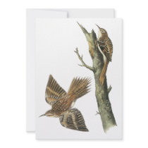 Brown Creeper, John Audubon Custom Invites