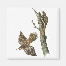 Brown Creeper, John Audubon Refrigerator Magnets