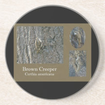 Brown Creeper Songbird Coordinating Items Beverage Coasters